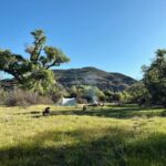 Lisseth Chavez Instagram - Left civilization for a week and came back with a tribe! 🐐 HIDE CAMP: Where we spent a week unplugged, communing with goats, whispered to cottonwood trees, danced under the stars around crackling fires. We went back to basics & embraced our primitive ancestral skills. A huge Thank you thank you to @caprakhan & Rain Gorenc for guiding and sharing this experience with us🤍 Thank you for teaching us old ways, for sharing your home with us, for the memories we created, I’m Truly grateful for it alllll 🥹🙏🏽