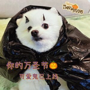 Liu Yase Instagram - 🎃🎃🎃今晚一起搗蛋啊🤪
@williamchanwaiting 
#萬聖節