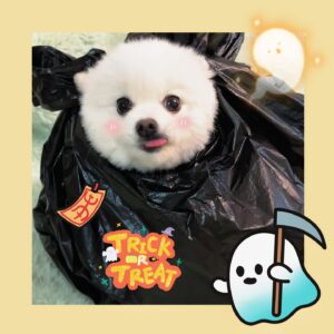 Liu Yase Instagram - 🎃🎃🎃今晚一起搗蛋啊🤪
@williamchanwaiting 
#萬聖節