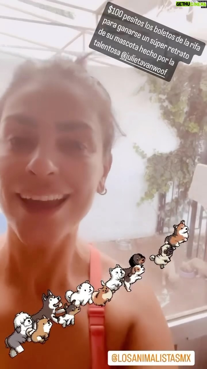 Liz Gallardo Instagram - Meses de arduo trabajo con nuestra asociación. Experiencias buenas y otras no tanto. Pero todo es crecimiento, aprendizaje y evolución. Gracias compañeras de causa por dar la batalla todas en equipo para ellos. Gracias por su fuerza, perseverancia y entrega a esta misión que la vida nos encargó. Son mi mayor #dreamteam 🙏🏼✨🥰 @tanayalam @karencg7 @eloisa.licona #Ada #rescatistasindependientes #animallover #rescata #rehabilita #adopta #ama #adoptanocompres #losanimalistasmexico @losanimalistasmx