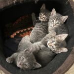 Liz Gallardo Instagram – Feliz #diadereyes !!!!!! 🤴👑🎄🪅🎆✨

Y nuestro mejor regalo es que nuestros últimos rescatados #PHOEBE&BABIES  ya están listos para irse en adopción!!!!! 🐱🐈🐈‍⬛
Son unas bellezas sin igual , 
DOS HEMBRAS
DOS MACHOS 
 
Requisitos para adopción: 
•Copia de INE o ID oficial 
•Dos comprobantes de domicilio 
• Llenar formato de adopción que se envía cuando manden los documentos al correo: 
losanimalistasmexico@gmail.com 

#rescata #rehabilita #adopta #ama #adoptanocompres #love #cats #pets #smile