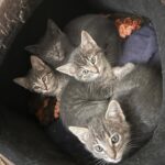 Liz Gallardo Instagram – Feliz #diadereyes !!!!!! 🤴👑🎄🪅🎆✨

Y nuestro mejor regalo es que nuestros últimos rescatados #PHOEBE&BABIES  ya están listos para irse en adopción!!!!! 🐱🐈🐈‍⬛
Son unas bellezas sin igual , 
DOS HEMBRAS
DOS MACHOS 
 
Requisitos para adopción: 
•Copia de INE o ID oficial 
•Dos comprobantes de domicilio 
• Llenar formato de adopción que se envía cuando manden los documentos al correo: 
losanimalistasmexico@gmail.com 

#rescata #rehabilita #adopta #ama #adoptanocompres #love #cats #pets #smile