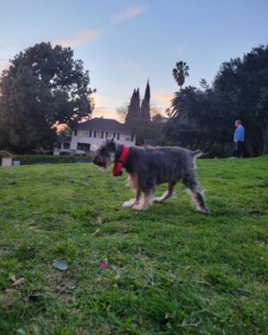 Liza Minnelli Instagram - I’m heartbroken that my sweet baby, Blaze, has left this world. His sweet soul passed listening to my father’s favorite song, “Embraceable You.” He was able to spend his final day in this life eating chicken, visiting two parks, napped, and played with some of his dog friends. I only find comfort knowing that he’s no longer suffering. Goodbye my sweet baby.