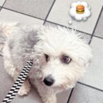 Lizzie Armanto Instagram - 2024 in winter bloom 1. stock flower iPhone collage 2. HK 🧇 3. @deannatempleton pic! 4. 👹 5. Puppy patty 6. 🍔 7. Ruby Cam 8. Nails w/ mom