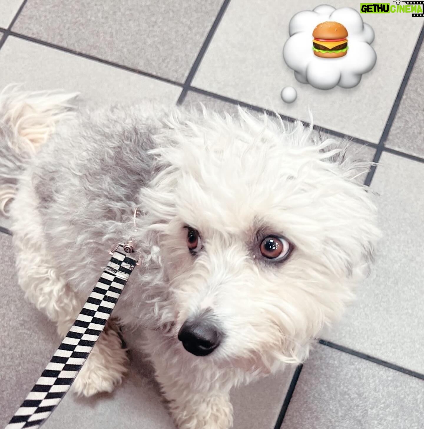Lizzie Armanto Instagram - 2024 in winter bloom 1. stock flower iPhone collage 2. HK 🧇 3. @deannatempleton pic! 4. 👹 5. Puppy patty 6. 🍔 7. Ruby Cam 8. Nails w/ mom