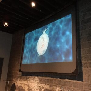 Loan Chabanol Instagram - Screening of the short animated film I illustrated and directed at my last show. A Phoenix rising for the bottom of the ocean who finely breaks free. Link in bio ☝🏼@loanimation #borninblue