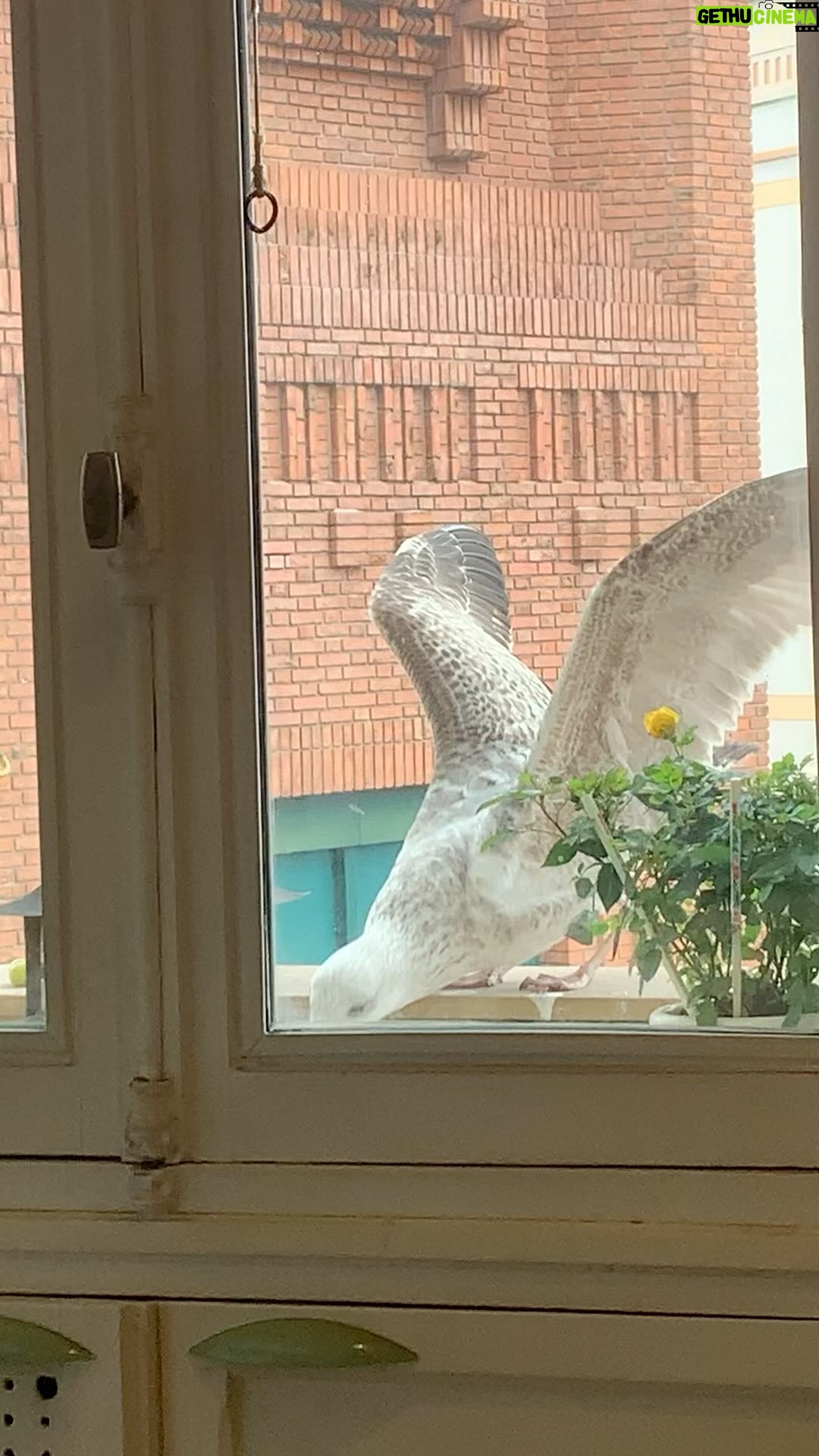 Loana Petrucciani Instagram - Ça c’est bébé mouette parce qu’elle est grise.. elle a eu du flan maison pour Pâques 🐣 .. Bisous à tous ❤️❤️❤️🐣