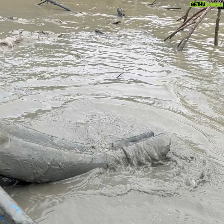 Loide Christina Teixeira - 3 Likes - Senang sekali bisa kontribusi untuk bakti sosial bersama @ledianeofficial dalam rangka penanaman pohon mangrove sebanyak 1018. Harapan Saya semoga kegiatan ini dapat membantu Desa Bedono, Demak, Jawa Tengah untuk meminimalisir abrasi pasang laut. Seru sekali Saya mendapatkan kesempatan pengalaman untuk terjun langsung seperti ini.I had so much fun! 🌳❤️
#gogreen #indonesia #semarang #nature