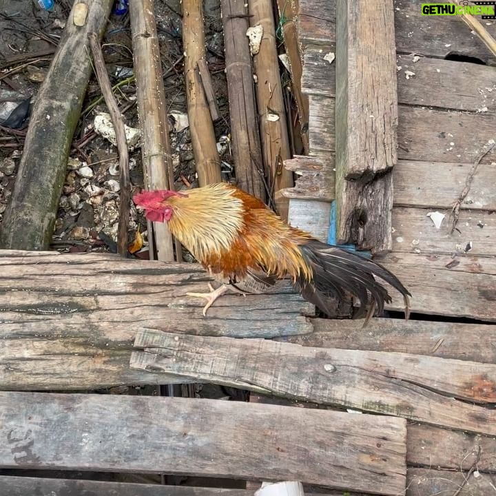Loide Christina Teixeira - 3 Likes - Senang sekali bisa kontribusi untuk bakti sosial bersama @ledianeofficial dalam rangka penanaman pohon mangrove sebanyak 1018. Harapan Saya semoga kegiatan ini dapat membantu Desa Bedono, Demak, Jawa Tengah untuk meminimalisir abrasi pasang laut. Seru sekali Saya mendapatkan kesempatan pengalaman untuk terjun langsung seperti ini.I had so much fun! 🌳❤️
#gogreen #indonesia #semarang #nature