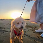 Lorene Ren Instagram – 趁好天氣帶小賓出來走走🐶☀️
大家平常都會帶家裡的毛小孩去哪呢？