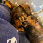 Lorraine Kelly Instagram - Here’s @rubyisasausage proving that sausage dogs officially sleep the longest of any other!!#cute #sleepy #angel