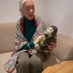 Lorraine Kelly Instagram - Renowned for her groundbreaking work with chimpanzees in Tanzania and her tireless efforts as a conservationist, Dr Jane Goodall’s legacy is one of profound impact and enduring inspiration.

Jane brought a very special stuffed animal named Mr H to the studio, who has been with her since 1996. Swipe across to hear the story of Mr H from Jane herself ❤️ #Lorraine #JaneGoodall