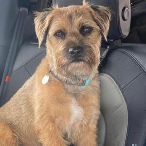 Lorraine Kelly Instagram - Angus wishes you a happy Monday - he will mostly be spending the day digging holes, drinking out of puddles and peeing on lamp posts which sounds like a mighty fine way of passing the time. #borderterrier #cute #adorable #dogsofinstagram #love #family