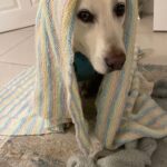 Lorraine Kelly Instagram - This is Sammy - who adopted our director Ralph - modelling the blankie I just knitted for him. He’s GORGEOUS #dogsofinstagram #blanket #knitting #happy #handsome