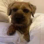 Lorraine Kelly Instagram – Angus says he hopes you are having a good weekend. He’s very busy chasing squirrels and sniffing other dogs bottoms. It’s a hard life for a wee #borderterrier but somehow he manages #adorable #angel #dogsofinstagram