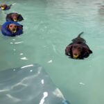 Lorraine Kelly Instagram - Morning!!! Just the cutest - like little baby seals. @rubyisasausage would love this #sausagedog #swimming #adorable #fun #happy