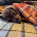 Lorraine Kelly Instagram – Bank holiday vibes from @rubyisasausage – she’s decided to sleep most of the day to recharge after a weekend of being adorable which is obviously exhausting #cute #sausagedog #sleepy #dogsofinstagram