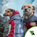 Lorraine Kelly Instagram - These little guys!!!!! Do help and donate if you can xxxxx. Posted @withregram • @sghtnews We rid the island of invasive rodents so native birdlife could recover. South Georgia was declared rodent-free in 2018 after over a decade of work fundraising more than £10 million to deliver operations on island to bait and then survey to make sure rats and mice were no longer present. Rodent detection dogs were vital in the survey stage making sure there were no rodents remaining. Dogs still have a vital role to play as part of the biosecurity programme delivered by the Government of South Georgia & The South Sandwich Islands (GSGSSI) to ensure all visitors to the island aren’t introducing/reintroducing invasives. The South Georgia Heritage Trust helps fund this programme. By donating today or this week as part of the Trust’s Green Match Fund campaign you will be helping to fund the biosecurity programme as well as other elements of our work. Please consider making a donation via the link below or in our bio. Remember via the Green Match Fund, each donation is matched and has twice the impact. https://bit.ly/4aVoNNG #DogsOfInstagram #SouthGeorgiaDogs #dogsofinsta #ConservationDogs #WildlifeConservation #ConservationInAction #SouthGeorgia #SouthGeorgiaIsland #GreenMatchFund #NatureLovers #rewilding #EcologicalRestoration #WildlifePlanet #antarctica #polar @BigGive @biggiveorg @BigGive.org
