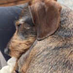 Lorraine Kelly Instagram - Night night says @rubyisasausage - she’s utterly exhausted after all the effort that goes into being cute and adorable - sweet dreams baby girl #sausagedog #dogsofinstagram #cute #sleepy #adorable #angel