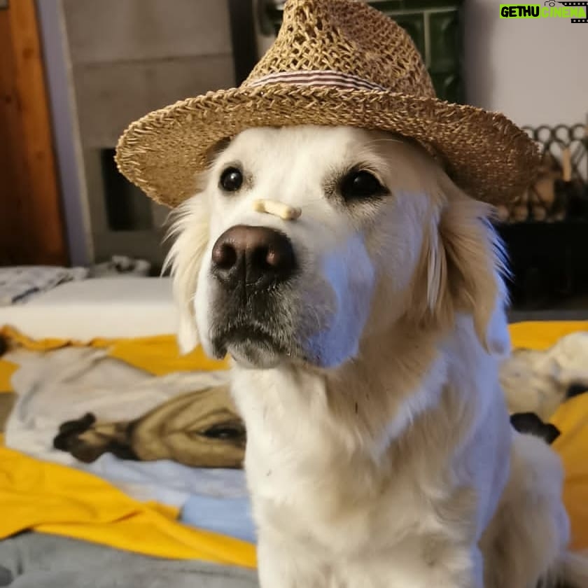 Lucie Polišenská - 4.1K Likes - #goldenretriever #bublina #cepice Blíží se zima a Bublinka si vybírá, co jí bude nejvíc slušet 🥰🥰🥰🥰 je to prostě parádnica! 🤗