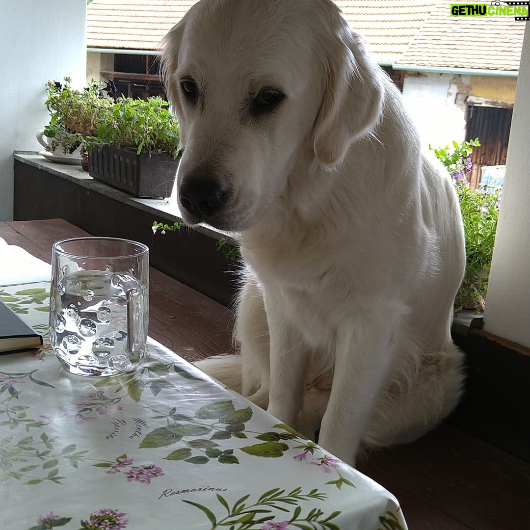 Lucie Polišenská - 6.8K Likes - #retriever Ze života naší Bublinky! Ona je prostě zlatá! Sice má pořád výraz ublížené laně,ale to miláček♥️♥️♥️♥️