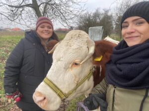 Lucie Polišenská Instagram - @evabureshsalvatore A máme tady hádanku! Kolik 🐮 je na fotce? A teď se ukažte 😆