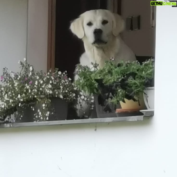 Lucie Polišenská - 6.8K Likes - #retriever Ze života naší Bublinky! Ona je prostě zlatá! Sice má pořád výraz ublížené laně,ale to miláček♥️♥️♥️♥️