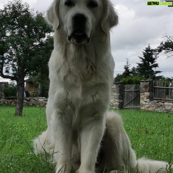 Lucie Polišenská - 6.8K Likes - #retriever Ze života naší Bublinky! Ona je prostě zlatá! Sice má pořád výraz ublížené laně,ale to miláček♥️♥️♥️♥️