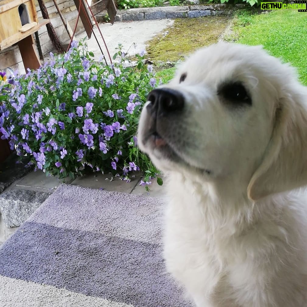 Lucie Polišenská - 6.8K Likes - #retriever Ze života naší Bublinky! Ona je prostě zlatá! Sice má pořád výraz ublížené laně,ale to miláček♥️♥️♥️♥️