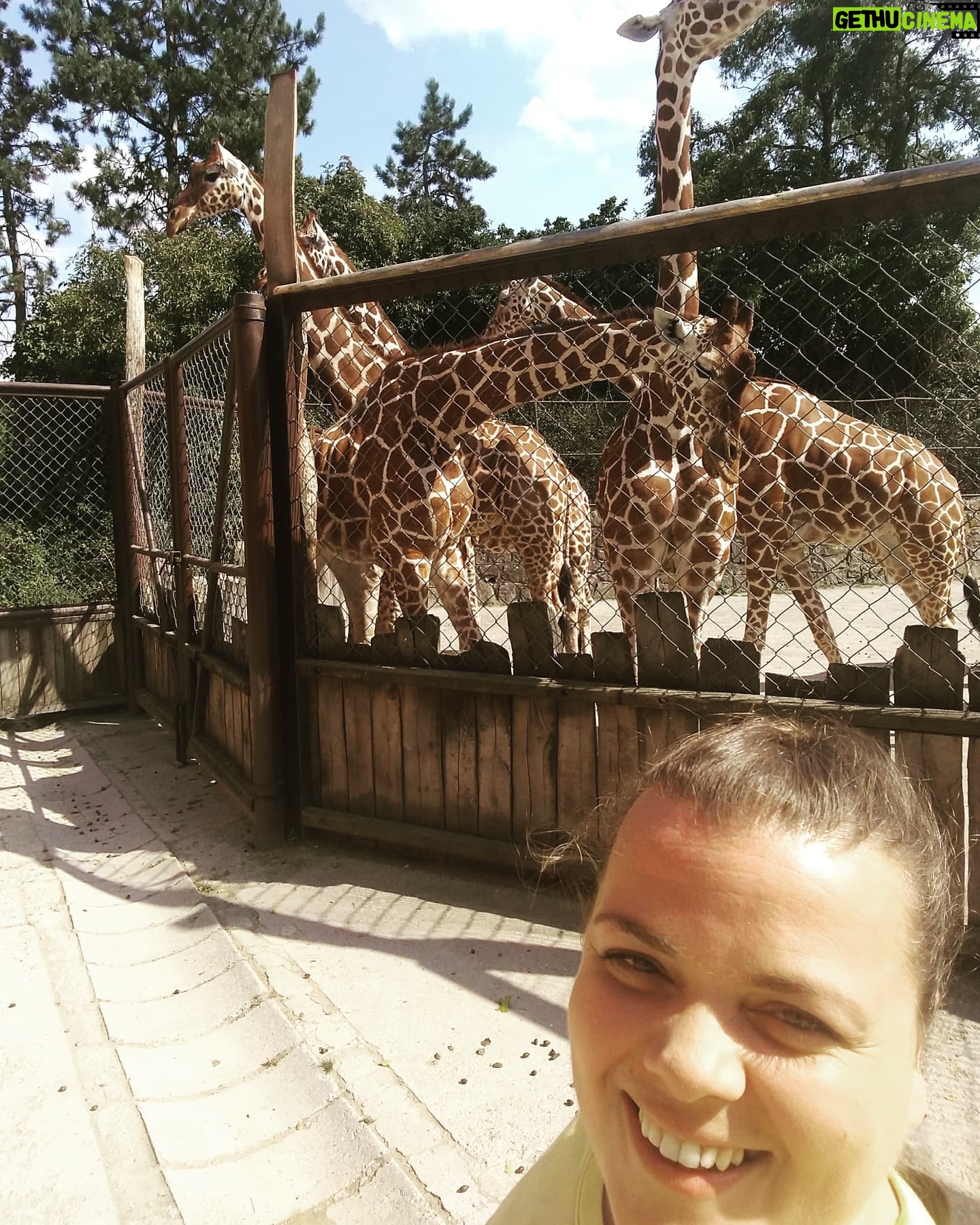 Lucie Polišenská - 5.9K Likes - #zirafa #zoodvurkralove Představuju vám moje nové kámošky! 🤗🤗🤗