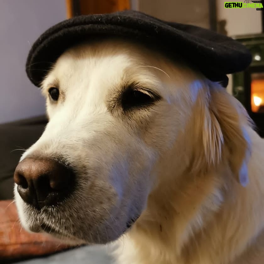 Lucie Polišenská - 4.1K Likes - #goldenretriever #bublina #cepice Blíží se zima a Bublinka si vybírá, co jí bude nejvíc slušet 🥰🥰🥰🥰 je to prostě parádnica! 🤗