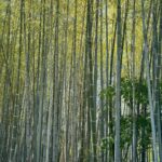Lucie Rhéaume Instagram - L’une de mes découvertes coup de coeur de Kyoto.💌 Caché derrière la fameuse forêt de bambou, se cache non seulement un mini restaurant où nous avons pu déguster un repas traditionnel japonais 7 services tout simplement exceptionnel, mais aussi cette rivière absolument magique. Un must lors d’un passage à Kyoto!🦋