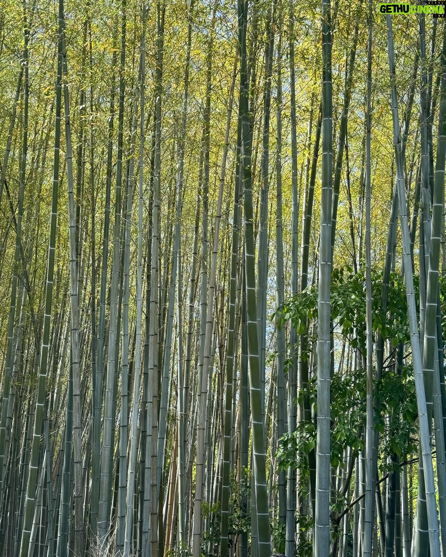Lucie Rhéaume Instagram - L’une de mes découvertes coup de coeur de Kyoto.💌 Caché derrière la fameuse forêt de bambou, se cache non seulement un mini restaurant où nous avons pu déguster un repas traditionnel japonais 7 services tout simplement exceptionnel, mais aussi cette rivière absolument magique. Un must lors d’un passage à Kyoto!🦋