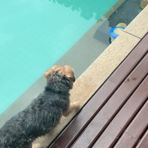 Lucinha Lins Instagram - O Rei da casa, Chico! @chicoyork4 

#yorkshire #instadog #fundog #zeedog #zeedogbrasil @zee_dog