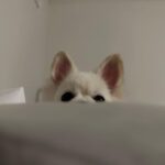 Luda Instagram - 토끼 아니세요?