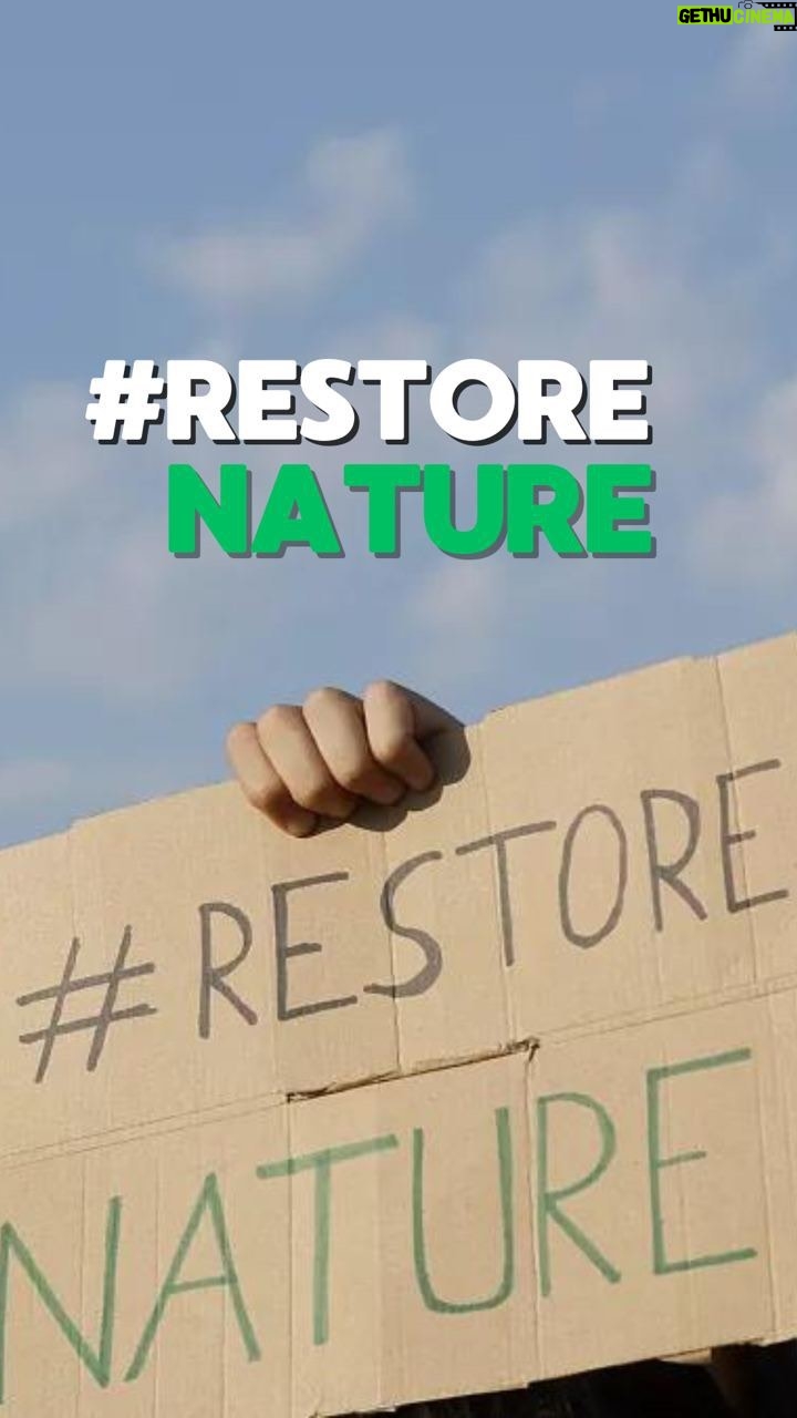 Luisa Neubauer Instagram - URGENT 🚨: we only have a few hours to save nature restoration law! Today members of the European Parliament are supposed to vote on one of the most important laws of the past 5 years: a law that would restore nature, protect biodiversity and help with climate breakdown. But in a last minute move, the conservatives of the @eppgroup are siding with the far right to REJECT the law and kill it completely 🤦🏼♀️ But we can still save #RestoreNature! Tag @eppgroup & @reneweurope in comments and tell them to #RestoreNature 🔥