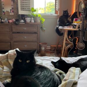 Lulu Wilson Instagram - happy halloween from a ghost and (most of) her cats