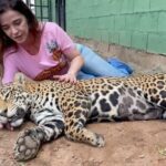 Luma de Oliveira Instagram - Nesse vídeo e na sequência de fotos, minha afilhada está anestesiada porque tinha acabado de fazer um check-up. Fui para Goiás leva-la para sua nova casa. Coragem agora mora no maior recinto do país construído para uma onça! Muitas árvores, açude para nadar, muita área verde para correr e assim, poder preservar ao máximo sua natureza selvagem. Esse recinto está dentro do Instituto Onça-Pintada onde ela já morava há quase 2 anos quando foi resgatada ainda bebê, desidratada , com fome e andando sem rumo. Lá, ela cresceu forte, saudável e amada. A história da Coragem me comoveu e por isso me prontifiquei a ajudá-la. De lá pra cá aprendi mais sobre a importância da espécie. Gostar e apreciar não basta. Nós como sociedade, também podemos ajudar, cuidar e proteger para que não entre em extinção. Quanto á mim, nesse domingo eu tinha uma linda missão pela frente. E assim foi! Foi lindo! Foi mágico! Foi engrandecedor! Trabalho lindo do @leandro_silveira_iop @anah_jacomo_iop @reprocon_org 🙏🏼❤️🤝🐆🙌🏼