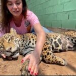 Luma de Oliveira Instagram - Nesse vídeo e na sequência de fotos, minha afilhada está anestesiada porque tinha acabado de fazer um check-up. Fui para Goiás leva-la para sua nova casa. Coragem agora mora no maior recinto do país construído para uma onça! Muitas árvores, açude para nadar, muita área verde para correr e assim, poder preservar ao máximo sua natureza selvagem. Esse recinto está dentro do Instituto Onça-Pintada onde ela já morava há quase 2 anos quando foi resgatada ainda bebê, desidratada , com fome e andando sem rumo. Lá, ela cresceu forte, saudável e amada. A história da Coragem me comoveu e por isso me prontifiquei a ajudá-la. De lá pra cá aprendi mais sobre a importância da espécie. Gostar e apreciar não basta. Nós como sociedade, também podemos ajudar, cuidar e proteger para que não entre em extinção. Quanto á mim, nesse domingo eu tinha uma linda missão pela frente. E assim foi! Foi lindo! Foi mágico! Foi engrandecedor! Trabalho lindo do @leandro_silveira_iop @anah_jacomo_iop @reprocon_org 🙏🏼❤️🤝🐆🙌🏼