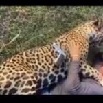 Luma de Oliveira Instagram - O sujeito mata uma onça a tiros. Como se não bastasse tamanha brutalidade, diz atrocidades para ela ( vejam o vídeo e ouçam o que o ignóbil fala). Horror! Essa onça atacou 5 bezerros, talvez a solução seria captura-la com dardos tranquilizantes e levar para a mata. Se sabem atirar para matar, sabem atirar para dopar. Quem vê minhas postagens, sabe que há 2 anos sou madrinha de uma onça chamada Coragem. Minha afilhada não poderá mais voltar para a natureza, porque o mesmo problema que a levou para o instituto, continua do lado de fora. O que é inadmissível é não ter um projeto bem estruturado, uma solução decente que atenda os criadores de gado e paralelamente proteja nossas onças. No caso desse vídeo, o criminoso já foi identificado e as informações já estão com a Polícia Federal e Ibama. A barbaridade aconteceu em Ipoconé MT. Inadmissível deixar que crimes contra nossa fauna vire rotina. Em tempo: “Sem vergonha” é você, covarde, matador de onça. Não ela.