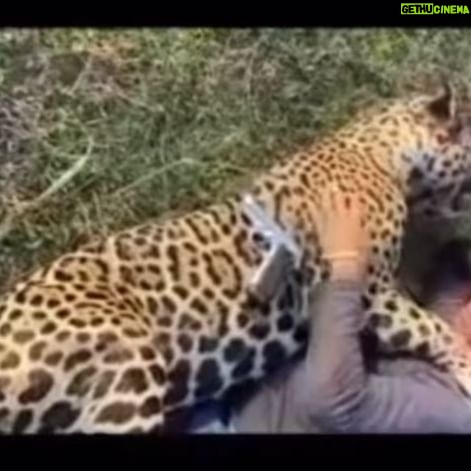 Luma de Oliveira Instagram - O sujeito mata uma onça a tiros. Como se não bastasse tamanha brutalidade, diz atrocidades para ela ( vejam o vídeo e ouçam o que o ignóbil fala). Horror! Essa onça atacou 5 bezerros, talvez a solução seria captura-la com dardos tranquilizantes e levar para a mata. Se sabem atirar para matar, sabem atirar para dopar. Quem vê minhas postagens, sabe que há 2 anos sou madrinha de uma onça chamada Coragem. Minha afilhada não poderá mais voltar para a natureza, porque o mesmo problema que a levou para o instituto, continua do lado de fora. O que é inadmissível é não ter um projeto bem estruturado, uma solução decente que atenda os criadores de gado e paralelamente proteja nossas onças. No caso desse vídeo, o criminoso já foi identificado e as informações já estão com a Polícia Federal e Ibama. A barbaridade aconteceu em Ipoconé MT. Inadmissível deixar que crimes contra nossa fauna vire rotina. Em tempo: “Sem vergonha” é você, covarde, matador de onça. Não ela.