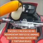 Luma de Oliveira Instagram - Assistam até o final para saberem da barbárie que está acontecendo. Nós, como sociedade civil podemos ajudar esses animais indefesos não comprando, porque tão errado quanto quem vende, está quem compra. Usá-los para torturar rivais ainda consegue ser pior. Só quem atua na área de preservação, sabe o esforço sobre-humano que a tarefa exige. Governador @claudiocastrorj Prefeito @eduardopaes imagino que já estejam agindo nesse sentido, porém, reforcem. Isso é da conta de vocês também. ibamagov bota pra quebrar, vocês existem para protegê-los. Se cada um fizer a sua parte, conseguiremos ganhar essa guerra. @uoloficial , tornar público esse assunto foi de extrema importância.