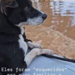 Luma de Oliveira Instagram - Tadinhos… vão quietinhos no resgate. Postei esse vídeo ontem no story mas decidi vir pra cá para dizer que, claro, sinto muitíssimo pelas pessoas, porém foquei nos animais exatamente por eles não serem prioridade nos salvamentos, e que se unirmos nossas forças, todos ( pessoas e eles) ficarão assistidos. A equipe que estou apoiando é séria e incansável no resgate desses seres que também merecem sobreviver com dignidade. Quem puder ajudar com o mínimo que for, o pix é deisefalci@gmail.com O $ é para comprar ração, remédios e mantas. 🙌🏼🐶😿