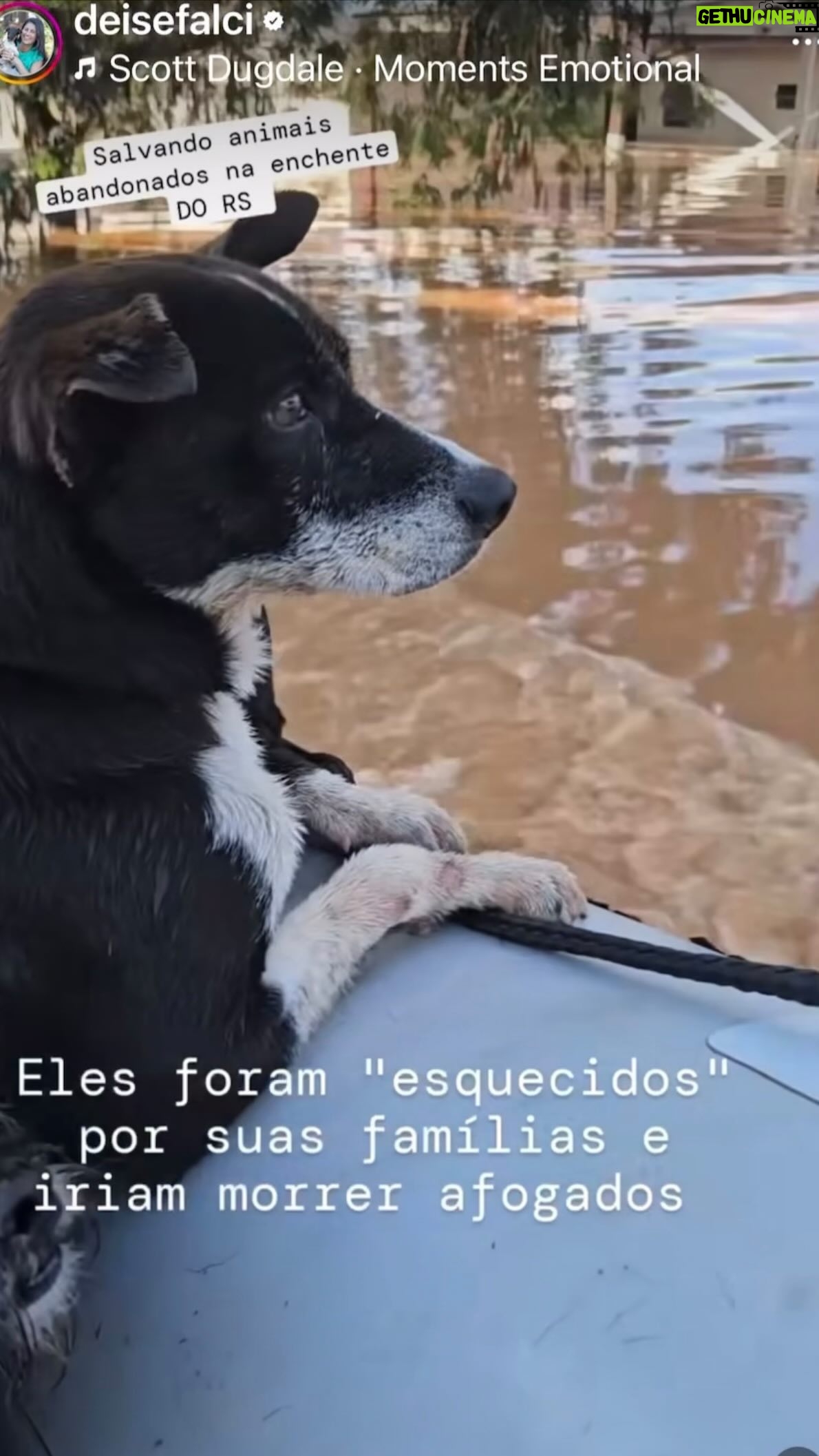 Luma de Oliveira Instagram - Tadinhos… vão quietinhos no resgate. Postei esse vídeo ontem no story mas decidi vir pra cá para dizer que, claro, sinto muitíssimo pelas pessoas, porém foquei nos animais exatamente por eles não serem prioridade nos salvamentos, e que se unirmos nossas forças, todos ( pessoas e eles) ficarão assistidos. A equipe que estou apoiando é séria e incansável no resgate desses seres que também merecem sobreviver com dignidade. Quem puder ajudar com o mínimo que for, o pix é deisefalci@gmail.com O $ é para comprar ração, remédios e mantas. 🙌🏼🐶😿