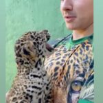 Luma de Oliveira Instagram - Minha “família felina” cresceu! Luma e Rudá chegaram! 🐆🐆 A afilhada/filha Coragem me deu um casal de netinhos pintadinhos! São lindos, saudáveis e estou muito feliz! 🥰 Já contei aqui que a Coragem foi resgatada ainda bebê e muito debilitada, mas os biólogos Anah e Leandro a salvaram, e eu me propus ajudar no que fosse necessário. Então, ela está vivendo no maior recinto construído para uma onça no Brasil, e assim ela pode desfrutar de uma vida quase selvagem. Luma e Rudá vêm para ajudar á garantir a perpetuação da espécie do maior felino das Américas. A onça é considerada um bio indicador de qualidade ambiental pelo fato de estar no topo da cadeia alimentar. Vou compartilhando por aqui com vocês, o crescimento deles. São “brabinhos” os filhos da “braba”! É sempre bom lembrar que são animais ferozes, não são para ter em casa. Eles precisam do nosso amor á (distância 😁), nossa proteção e respeito. 🌳🐆🐆❤️🐾🐾