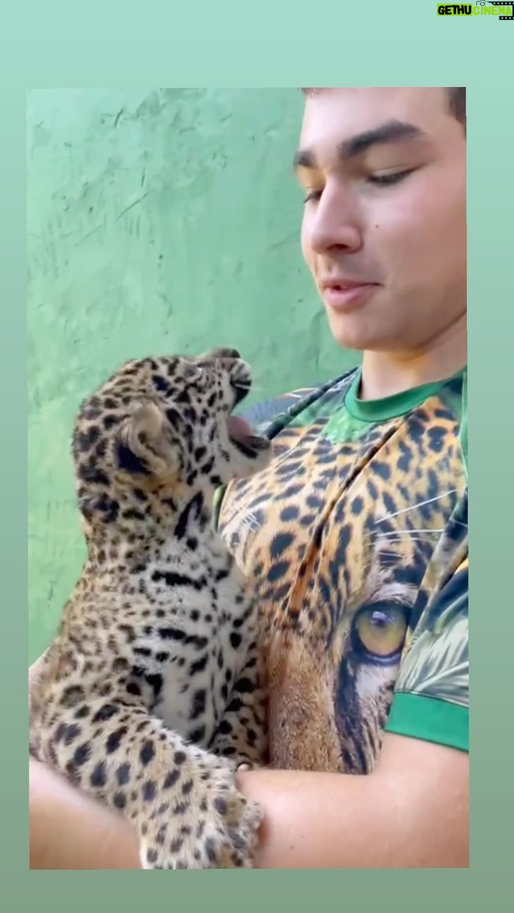 Luma de Oliveira Instagram - Minha “família felina” cresceu! Luma e Rudá chegaram! 🐆🐆 A afilhada/filha Coragem me deu um casal de netinhos pintadinhos! São lindos, saudáveis e estou muito feliz! 🥰 Já contei aqui que a Coragem foi resgatada ainda bebê e muito debilitada, mas os biólogos Anah e Leandro a salvaram, e eu me propus ajudar no que fosse necessário. Então, ela está vivendo no maior recinto construído para uma onça no Brasil, e assim ela pode desfrutar de uma vida quase selvagem. Luma e Rudá vêm para ajudar á garantir a perpetuação da espécie do maior felino das Américas. A onça é considerada um bio indicador de qualidade ambiental pelo fato de estar no topo da cadeia alimentar. Vou compartilhando por aqui com vocês, o crescimento deles. São “brabinhos” os filhos da “braba”! É sempre bom lembrar que são animais ferozes, não são para ter em casa. Eles precisam do nosso amor á (distância 😁), nossa proteção e respeito. 🌳🐆🐆❤️🐾🐾