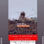 Luma de Oliveira Instagram - Vejam o vídeo! Você pode compartilhar? Por favor? Onças, aves, macacos, etc, estão perdendo “suas casas”. Para fugir do fogo, algumas espécies vão para a estrada e acabam morrendo atropeladas. Isso é uma tragédia, sim! 🔥🐆🐒🔥 @marinasilvaoficial @mauromendesoficial