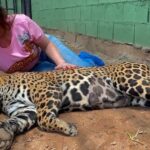 Luma de Oliveira Instagram - Nesse vídeo e na sequência de fotos, minha afilhada está anestesiada porque tinha acabado de fazer um check-up. Fui para Goiás leva-la para sua nova casa. Coragem agora mora no maior recinto do país construído para uma onça! Muitas árvores, açude para nadar, muita área verde para correr e assim, poder preservar ao máximo sua natureza selvagem. Esse recinto está dentro do Instituto Onça-Pintada onde ela já morava há quase 2 anos quando foi resgatada ainda bebê, desidratada , com fome e andando sem rumo. Lá, ela cresceu forte, saudável e amada. A história da Coragem me comoveu e por isso me prontifiquei a ajudá-la. De lá pra cá aprendi mais sobre a importância da espécie. Gostar e apreciar não basta. Nós como sociedade, também podemos ajudar, cuidar e proteger para que não entre em extinção. Quanto á mim, nesse domingo eu tinha uma linda missão pela frente. E assim foi! Foi lindo! Foi mágico! Foi engrandecedor! Trabalho lindo do @leandro_silveira_iop @anah_jacomo_iop @reprocon_org 🙏🏼❤️🤝🐆🙌🏼