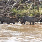 Luma de Oliveira Instagram - eobichomt🚨🚨SOCORRO URGENTE 🚨🚨 ONÇAS EM PERIGO 🐆🔥🐆 No Pantanal, o fogo avança com tudo dentro do Parque Estadual Encontro das Águas E AGORA VAI EM DIREÇÃO AO LOCAL DO PARQUE ONDE ESTÁ O REFÚGIO DAS ONÇAS-PINTADAS! DE ontem para hoje O FOGO avançou 500m e ESTÁ INDO EM DIREÇÃO ÀS ONÇAS! PRECISAMOS DA AJUDA DE TODOS PARA A CONTENÇÃO DESSE FOGO NESSE ESPAÇO AGORA! @cbmmt @ibamagov @sema.matogrosso @govmatogrosso @governodobrasil @rodrigoagostinho @mmeioambiente @marinasilvaoficial @sospantanal Ajude a manter nossa equipe em campo! Doe qualquer valor pelo PIX! CNPJ É o Bicho MT 42.442.070/0001-40 CNPJ GRAD Brasil 42.085.146.0001-38 Compartilhe esse post de pedido de socorro ao Pantanal.