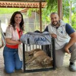Luma de Oliveira Instagram - Esse vídeo é sobre uma grande história de amor que me envolvi há quase um ano, que me fez procurar incansavelmente por ajuda com centenas de pessoas que me encorajavam ou desprezavam. Me apresentou pessoas que usam a causa animal como vitrine, pessoas que confundem carência com propósito de vida, como também me apresentou pessoas brilhantes e incomparáveis. Tenho certeza que irão gostar de assistir, vão perceber que o erro de um, pode transformar a vida de um ser lindo em um pesadelo. Eu não iria desistir dele e é mais ou menos isso que digo pra ele no final! @leandro.nsil - diretor do Cetas RJ. @ibamagov @izar_aximoff -biólogo e criador do projeto “Onças Urbanas” @mcupell0 -diretor de faunas do Inea. @marcelatreevet -veterinária e proprietária do Santuário @wildcats.brazil onde está meu amor em forma de onça -parda. @felipe_coutinhob - veterinário Ana Lúcia Azevedo -jornalista que brilhantemente escreveu a primeira matéria sobre essa onça que poderia passar pela eutanásia. @alexalves_oficial um amigo de longa data e foi um dos primeiros a me ajudar.